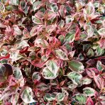 Hortenzia pílovitá (Hydrangea serrata) ´EUPHORIA PINK´ - výška 25-35 cm, kont. C3L 